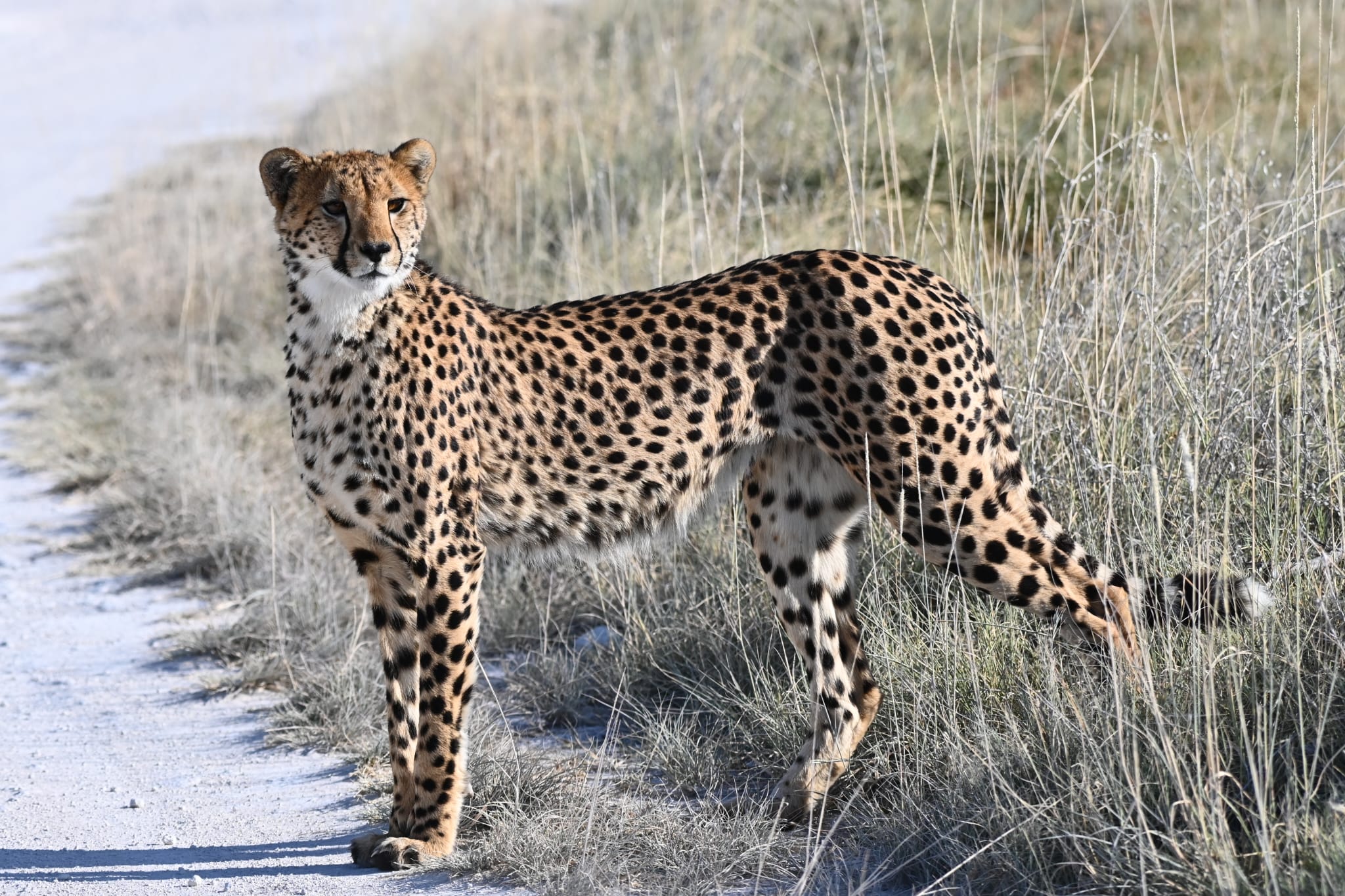 Cheetah Etosha - by Sarah Glùnkin (1)